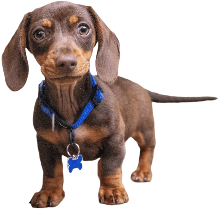 Цуценя такси має великий синій нашийник з адресником