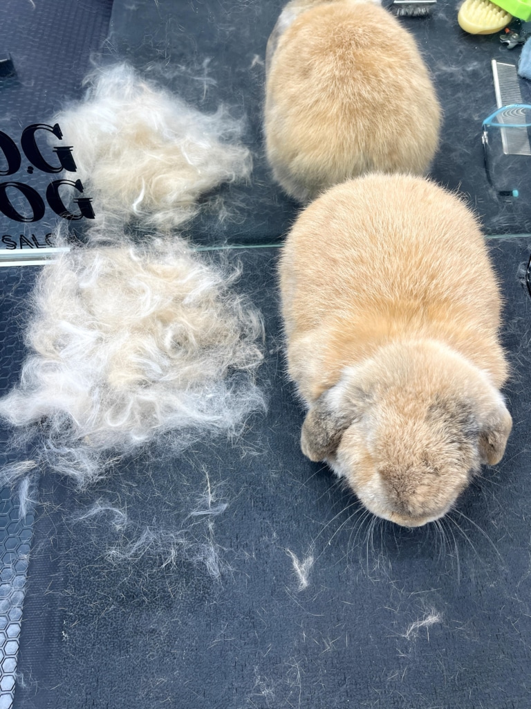 Регулярність грумінгу зменшує кількість шерсті, що її вичісує грумер