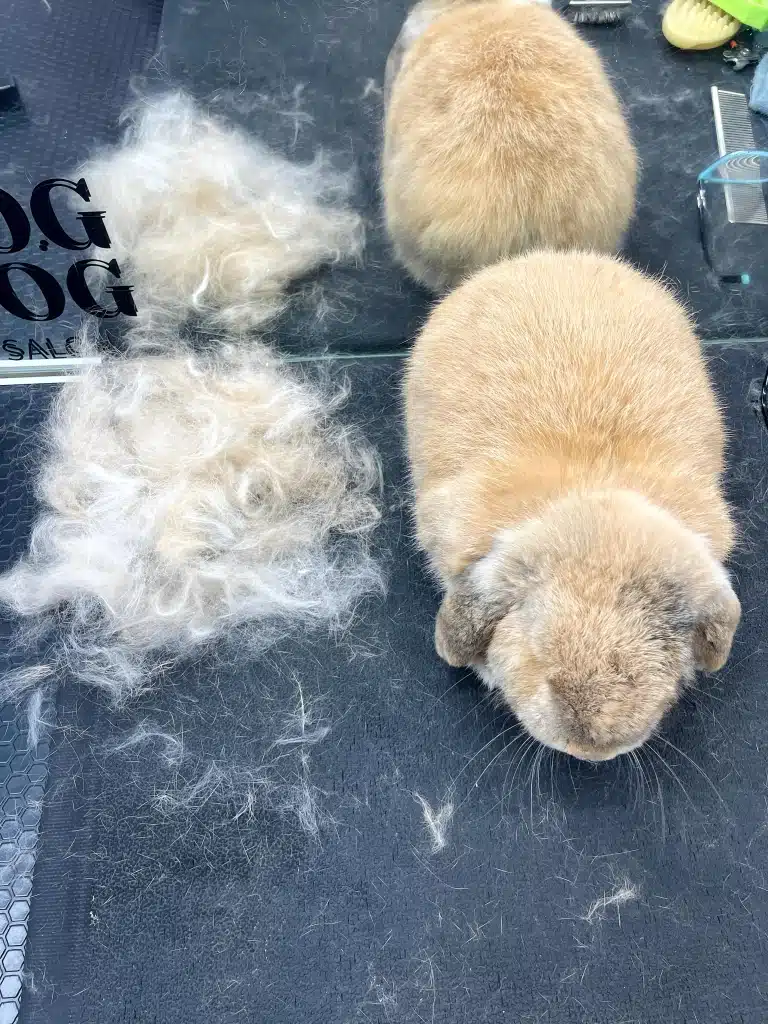 Регулярність грумінгу зменшує кількість шерсті, що її вичісує грумер