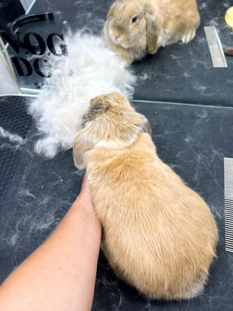 Грумер показує кролику, скільки шерсті вдалось прибрати