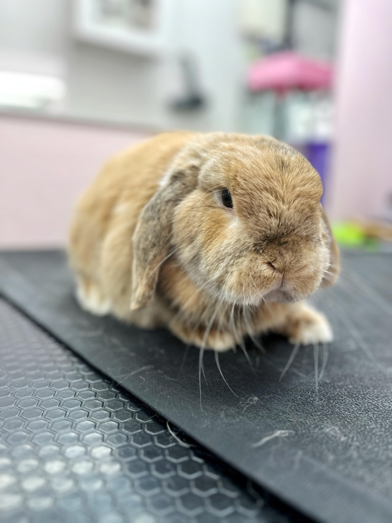 Кролик трохи засмутився, що грумер не так довго робив масаж