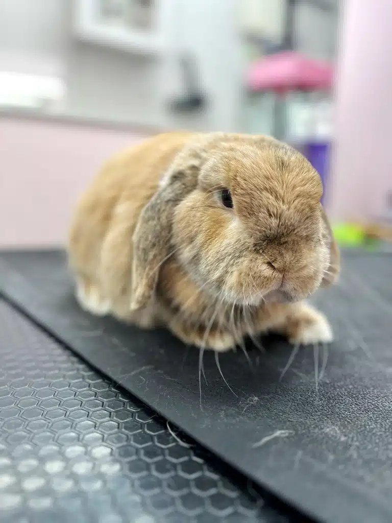 Кролик трохи засмутився, що грумер не так довго робив масаж