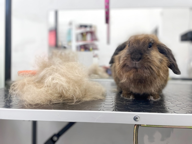 Навіть з маленького кролика можна вичесати багато підшерстя