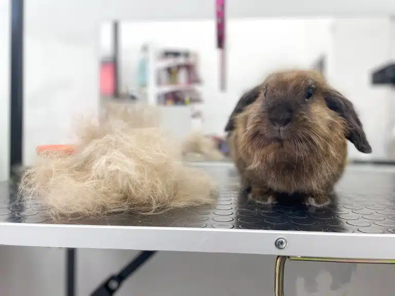 Навіть з маленького кролика можна вичесати багато підшерстя