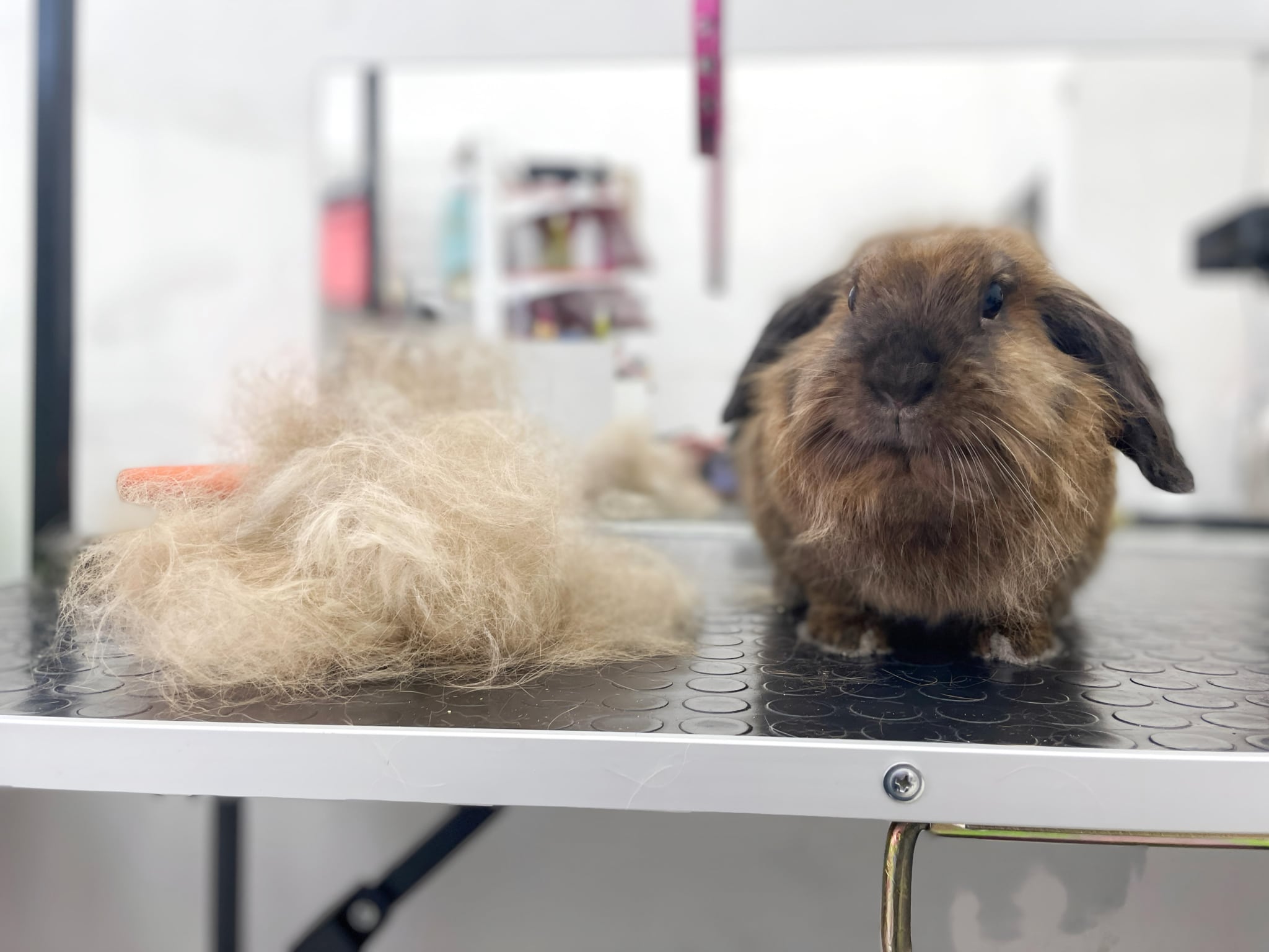 Навіть з маленького кролика можна вичесати багато підшерстя