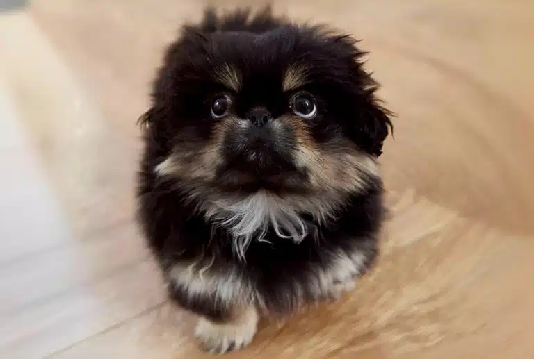 Цуцик уважно спостерігає за рухом сонця на стелі