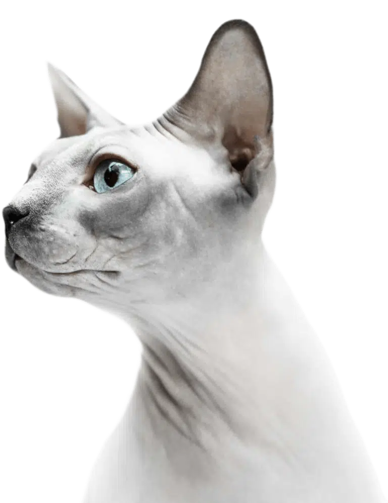 Білий сфінкс з блакитними кришталевими очима дивиться в бік