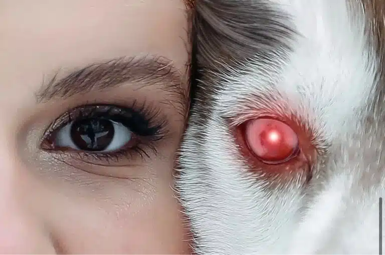 Око дівчини та червоне око тварини поруч