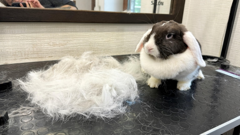 Кролик дивиться на купу шерсті, яку з нього вичісали