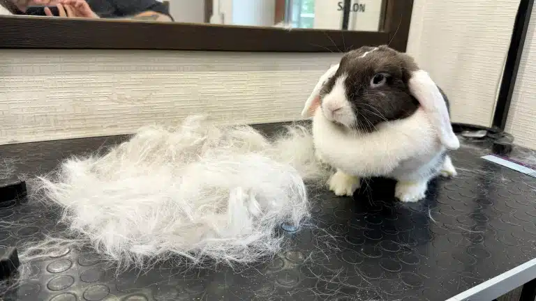 Кролик дивиться на купу шерсті, яку з нього вичісали
