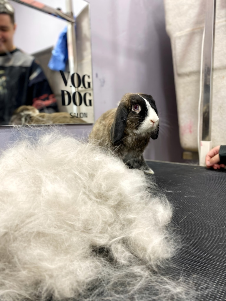 Ось скільки шерсті можна вичесати з кролика у V.O.G DOG SALON