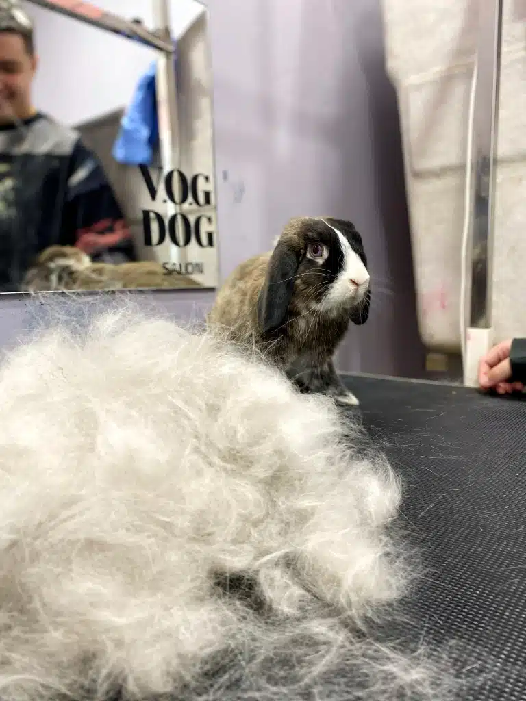 Ось скільки шерсті можна вичесати з кролика у V.O.G DOG SALON
