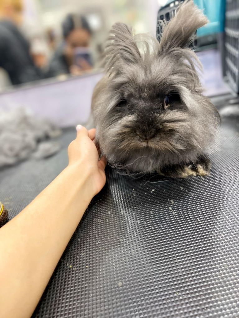 Сірий кролик готується до чистки вушок за допомогою лосьйона