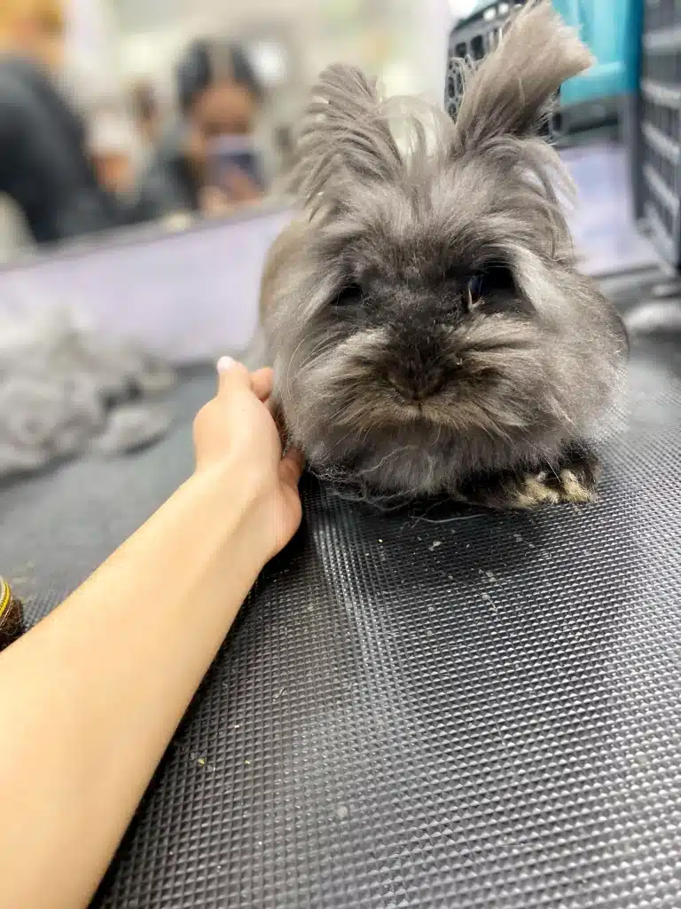 Сірий кролик готується до чистки вушок за допомогою лосьйона