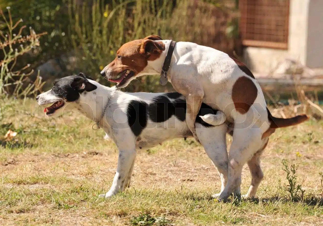 dog sex 画像 
