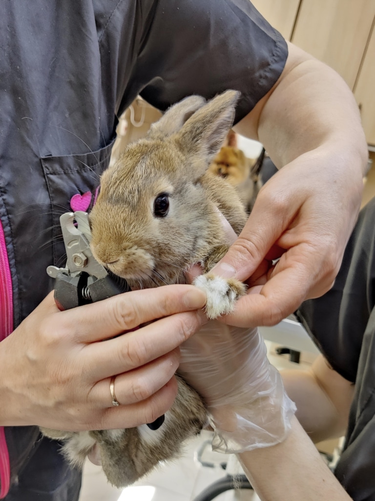 Правильна техніка підстригання кігтів кроликам у V.O.G DOG SALON