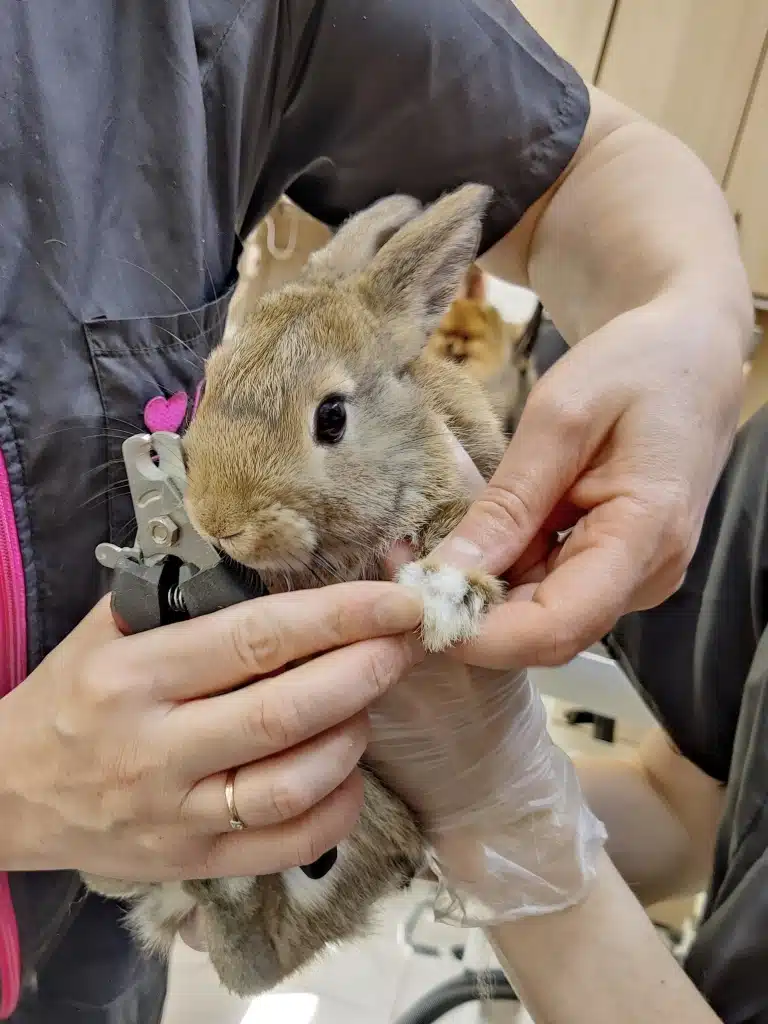 Правильна техніка підстригання кігтів кроликам у V.O.G DOG SALON