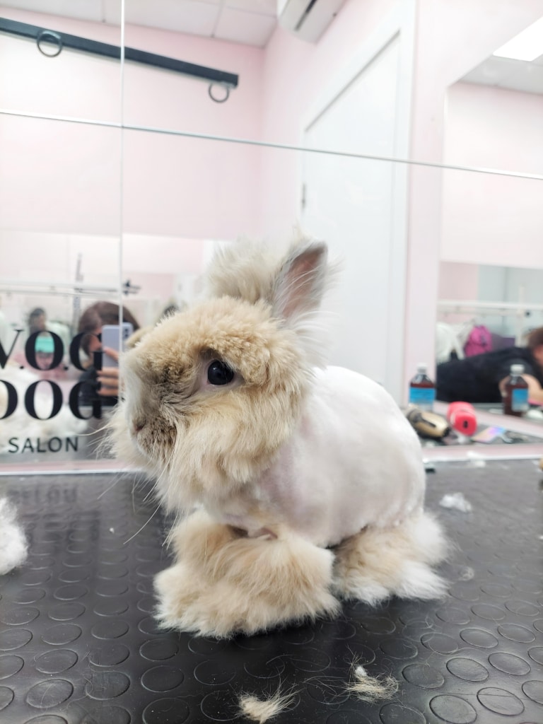 Вирішення проблеми з ковтунами у кроликів у V.O.G DOG SALON