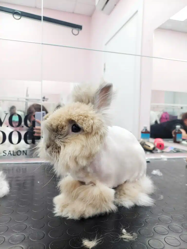 Вирішення проблеми з ковтунами у кроликів у V.O.G DOG SALON