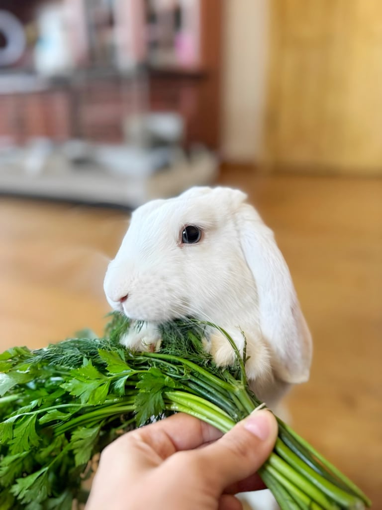 Власниця принесла кролику кріп та петрушку для вечері