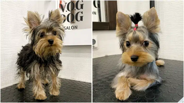 Грандіозне перевтілення для йорка з топ кнотом