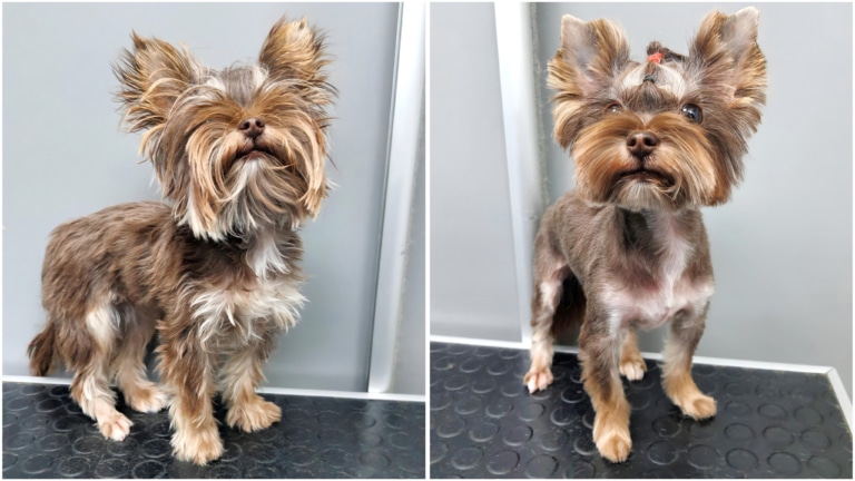 Перевтілення йорка після стрижки у грумера