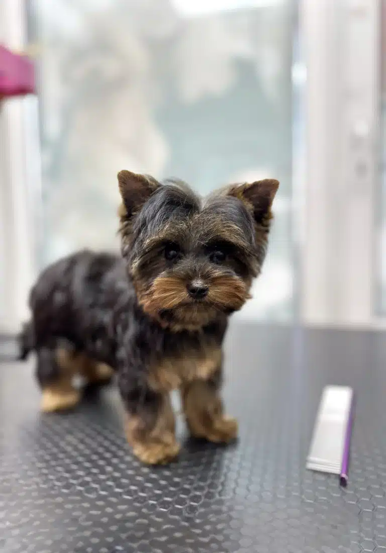 Йорк готується до розчісування гребінцем