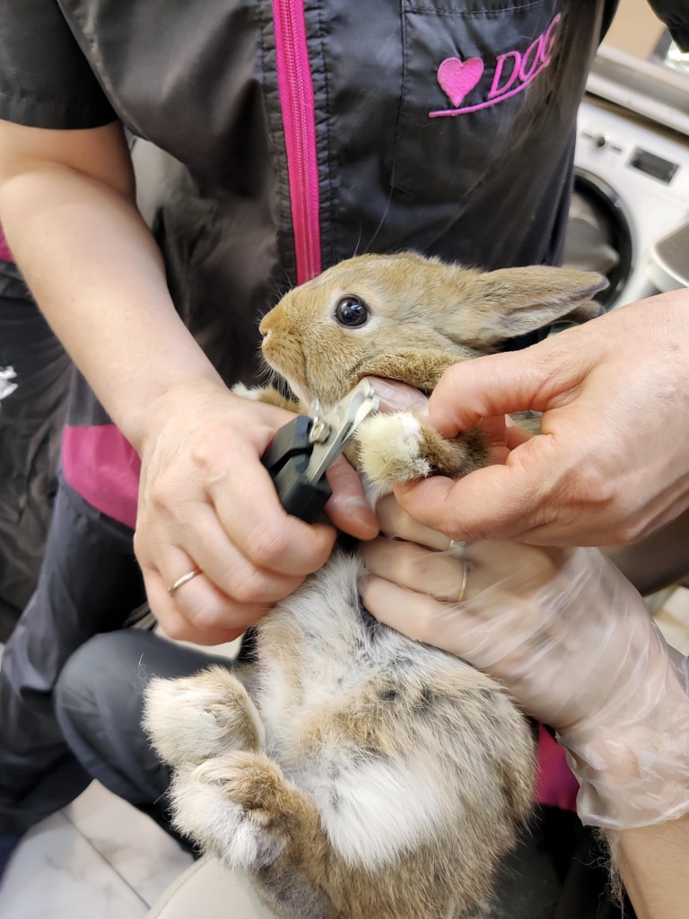 У V.O.G DOG SALON грумер стриже кігті кролику з помічником