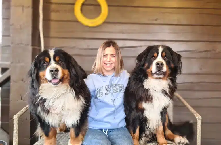 Дівчина з двома бернськими зенненхундами позує хлопцю на листівку