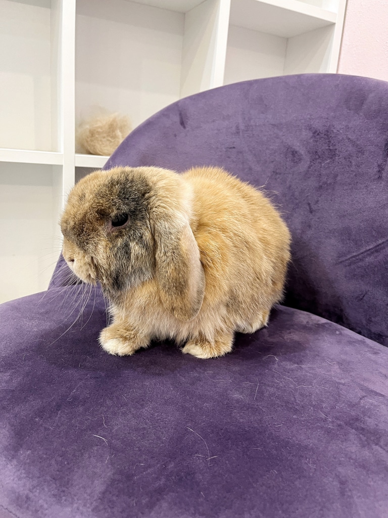 Доглянутий кролик після процедур на фіолетовому стільці