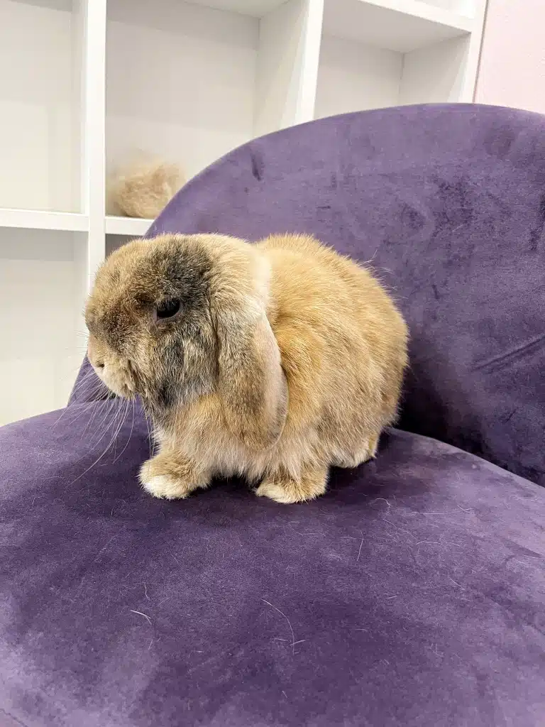 Доглянутий кролик після процедур на фіолетовому стільці