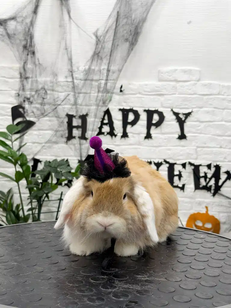Кролик у маленькому чорно-фіолетовому капелюсі біля білої стіни