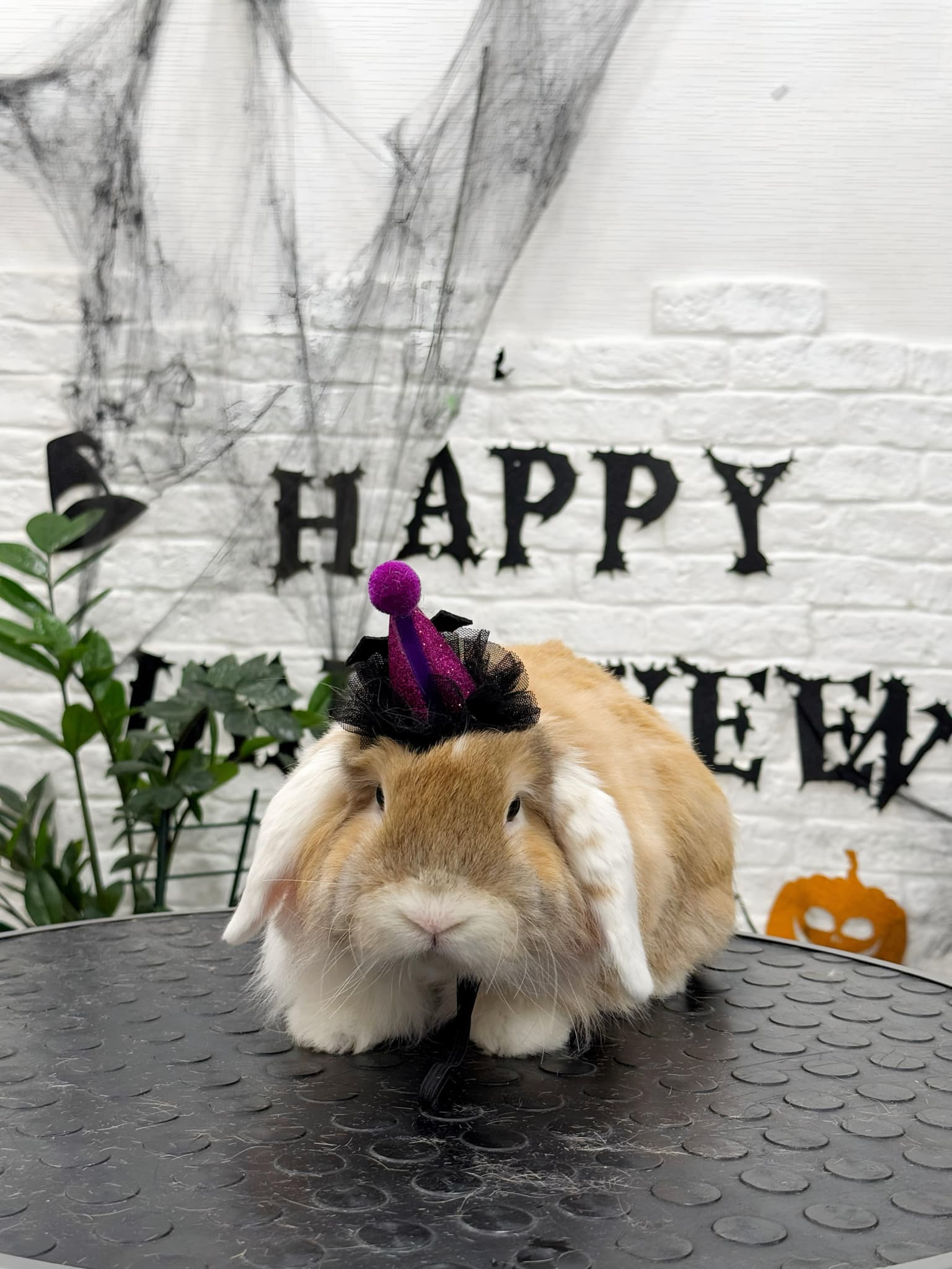 Кролик у маленькому чорно-фіолетовому капелюсі біля білої стіни