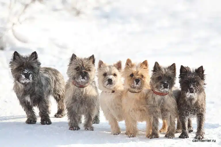 Керн-тер'єри зібрались разом, щоб пограти в сніжну погоду
