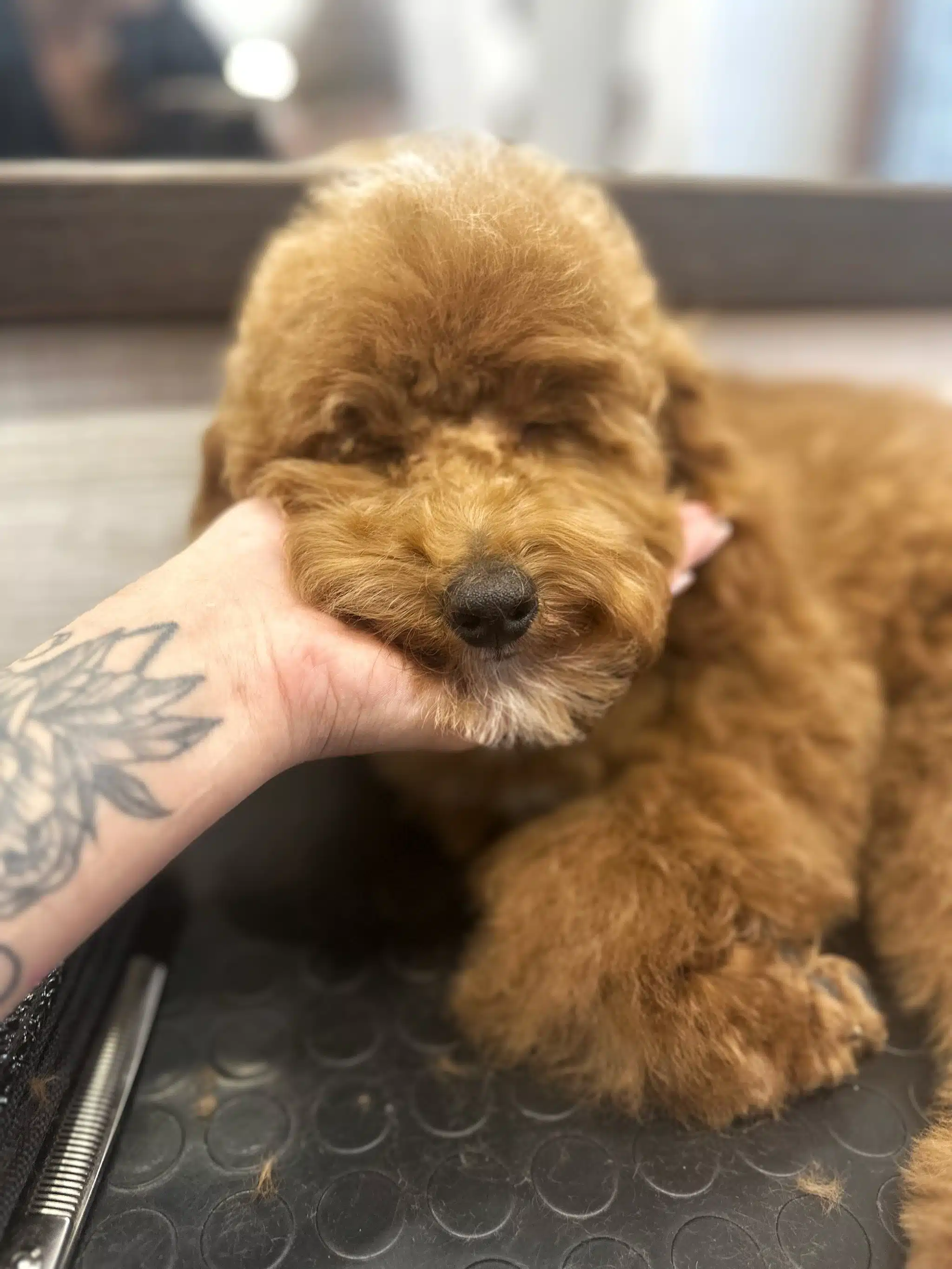 Пудель заснув під час стрижки мордочки