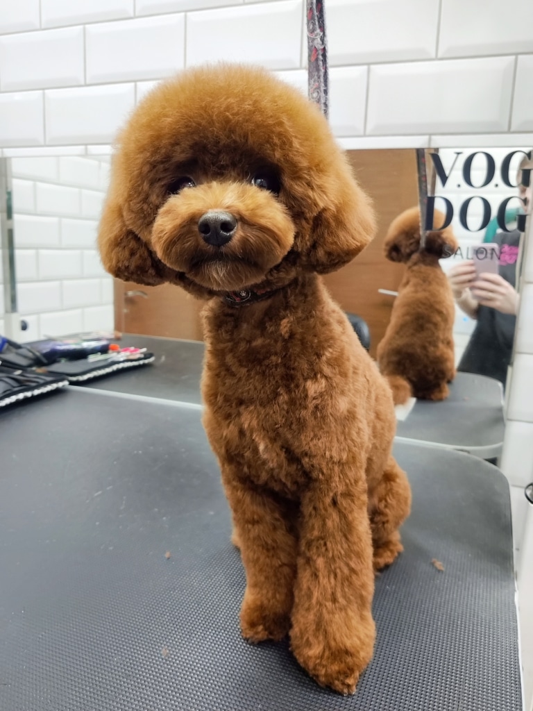 Маленьке цуценя сидить на грумінг-столі під час першої стрижки