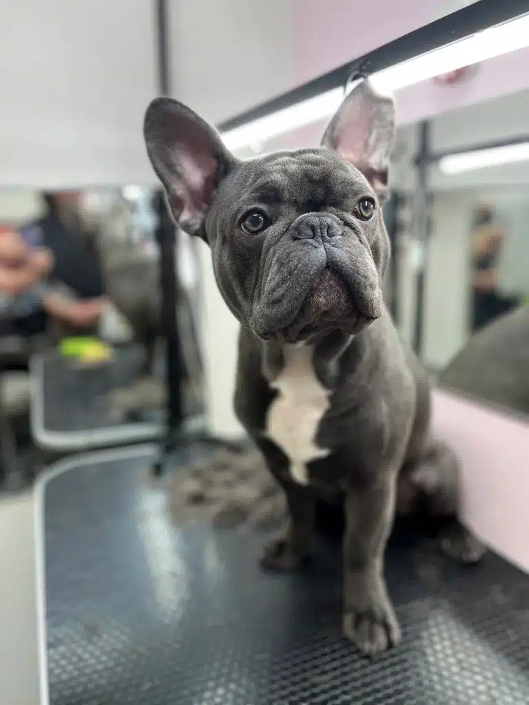 Французький бульдог ігнорує погляд грумера, та дивиться в сторону, ніби не зважає на те, що його фотографують