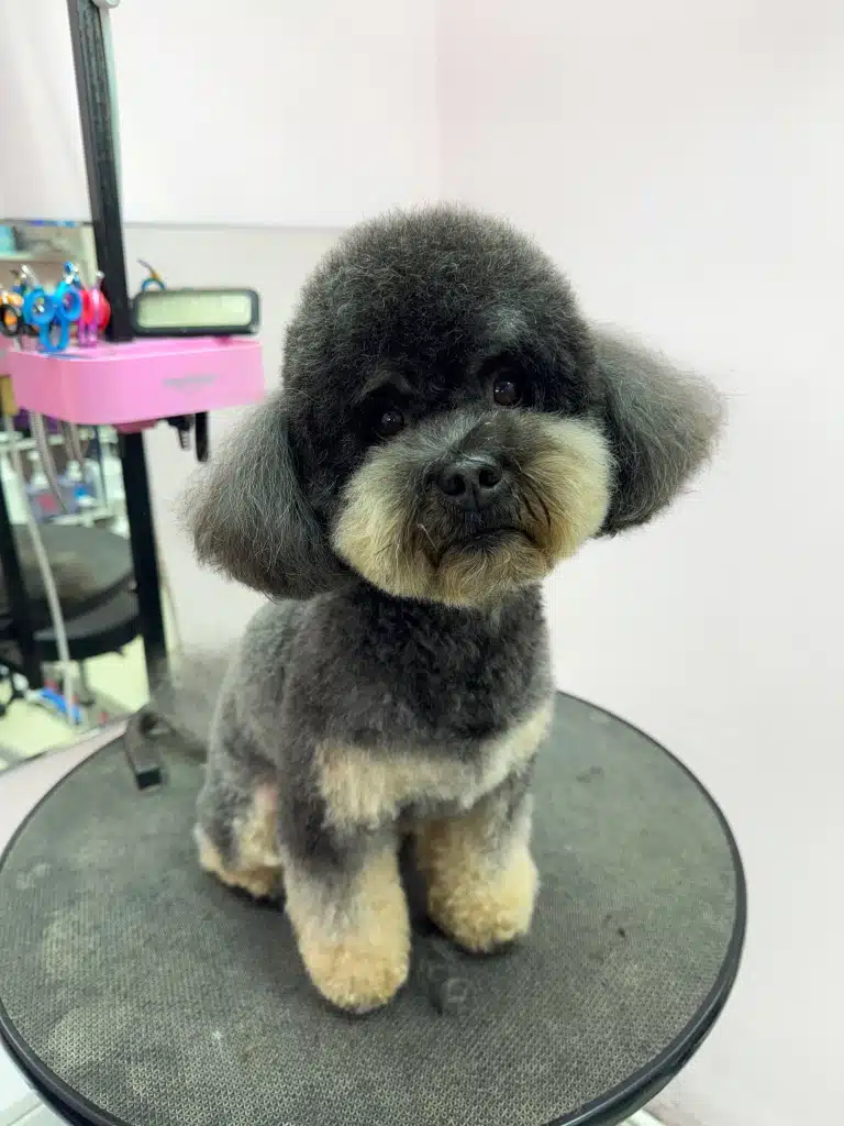 Який вірний погляд у цього мальтіпу. Чорний мальтіпу з світлою мордочкою та лапками