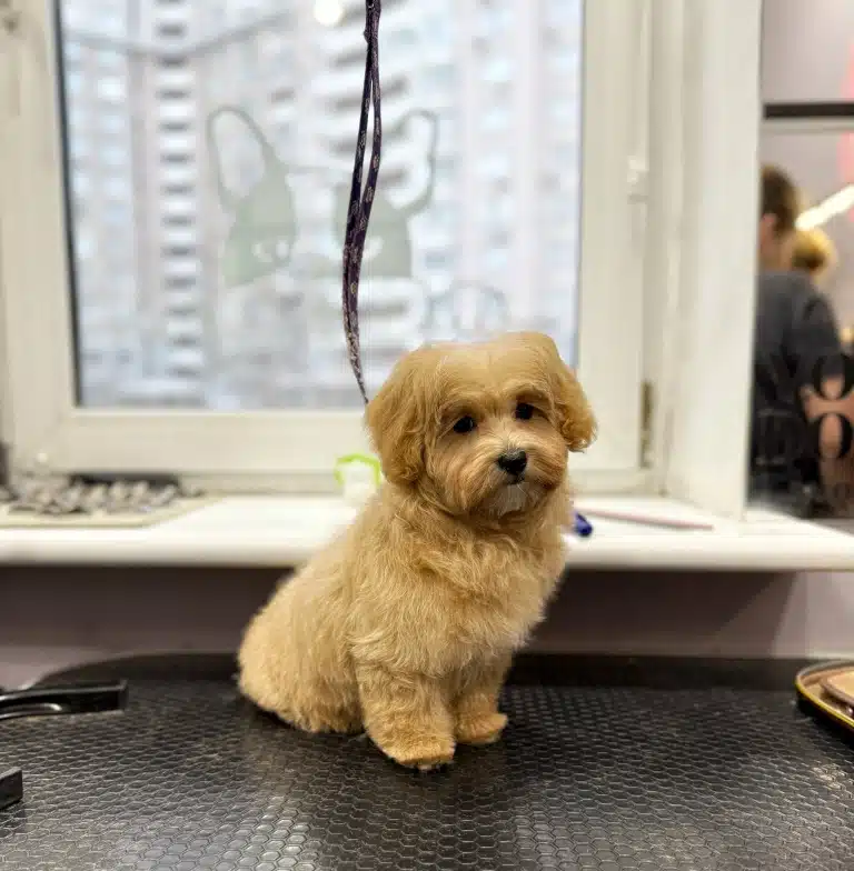 Цуценя сидить на столі для грумінгу і очікує на першокласний догляд