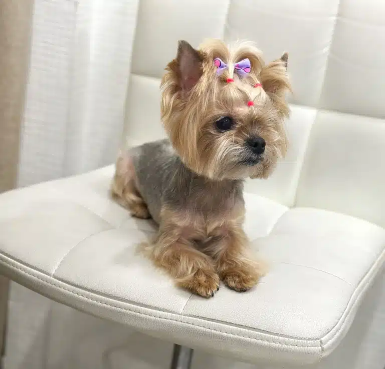 Собака породи йорк з гарними резиночками на голові лежить на стільці