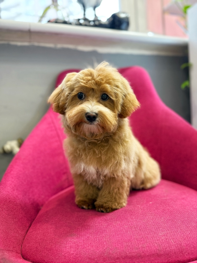 Цуценя в салоні грумінгу після стрижки сидить на кріслі