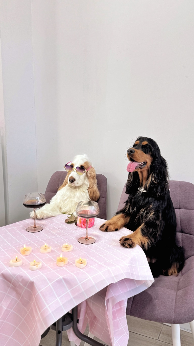 Романтична вечеря зі свічками для двох спанієлів