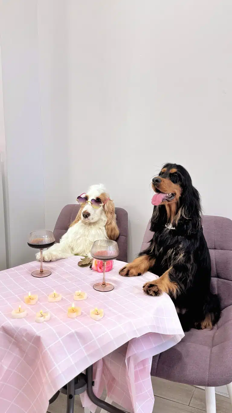 Романтична вечеря зі свічками для двох спанієлів