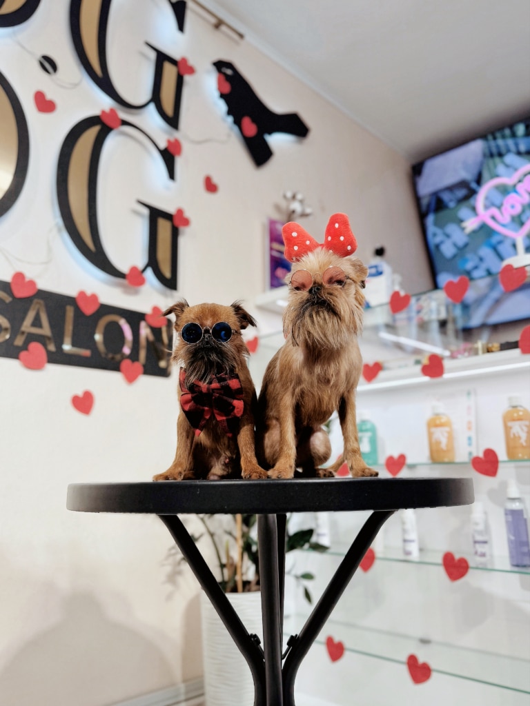 Грифони на стилі позують для грумера в окулярах