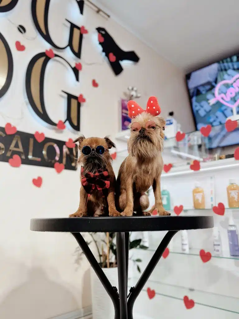 Грифони на стилі позують для грумера в окулярах