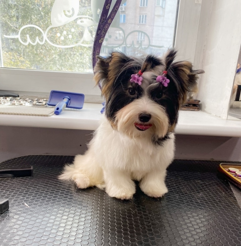 Бівер-йорк задоволений своєю новою зачіскою