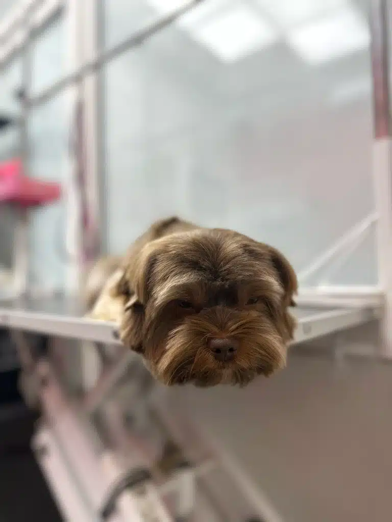 Цуценя не витримало, та заснуло під час гігієнічних процедур