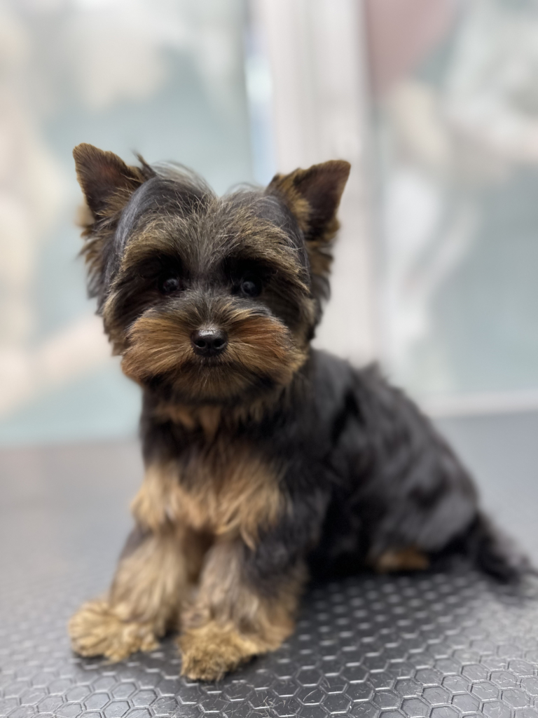 Йорк класичного окрасу після грумінгу нарешті бачить світ