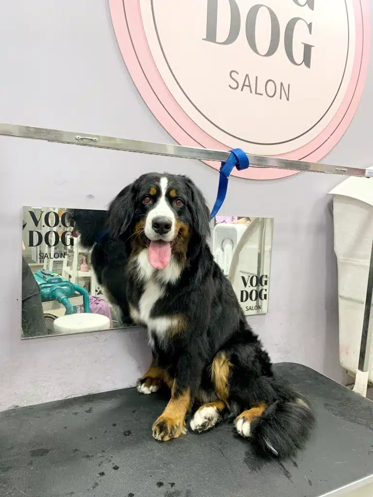 Стомлений бернський зенненхунд очікує власників після процедур