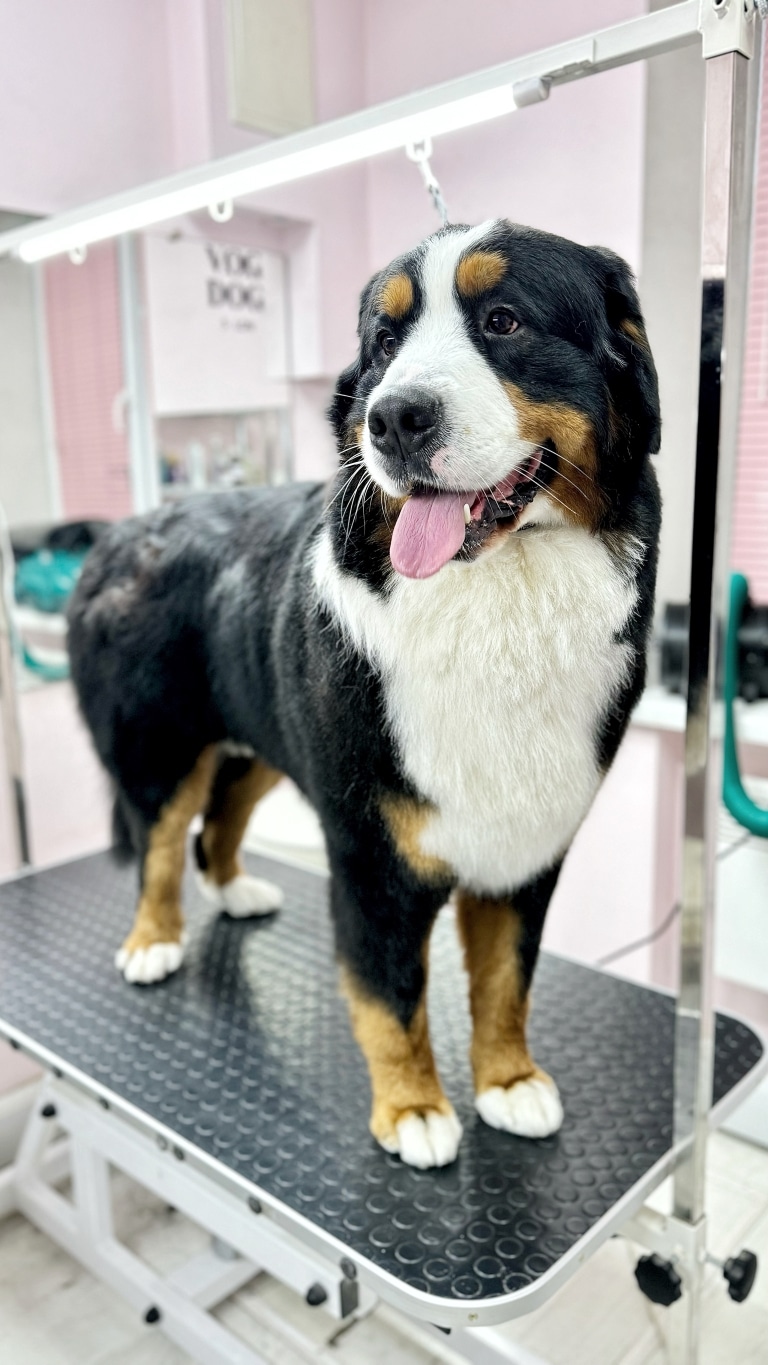 Бернський зенненхунд очікує на ласощі на грумерському столі